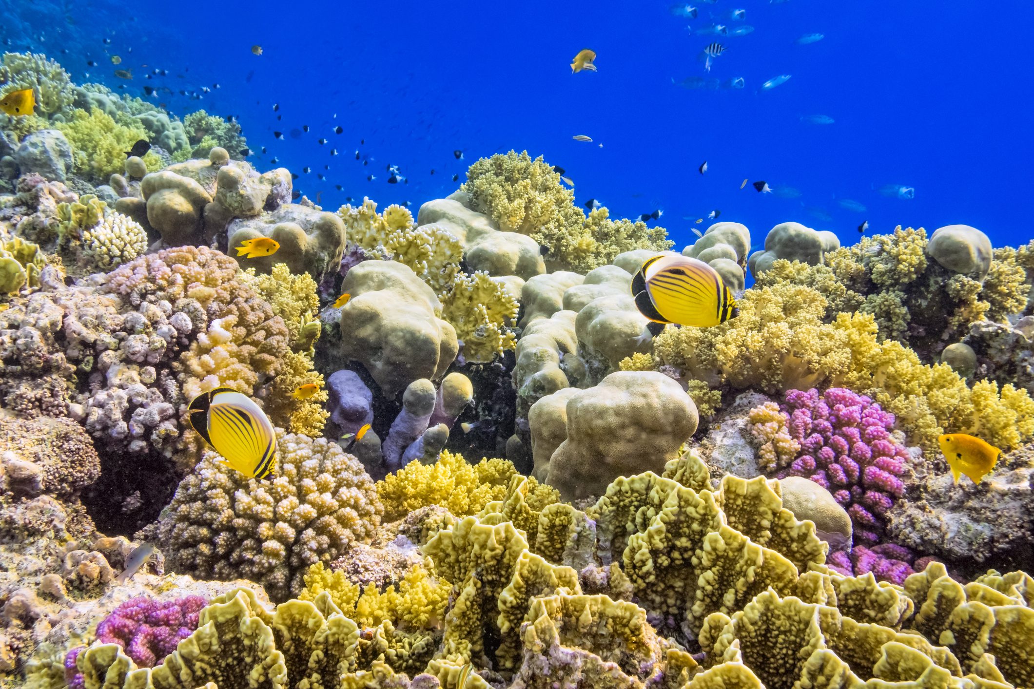 Una palette per salvare i coralli