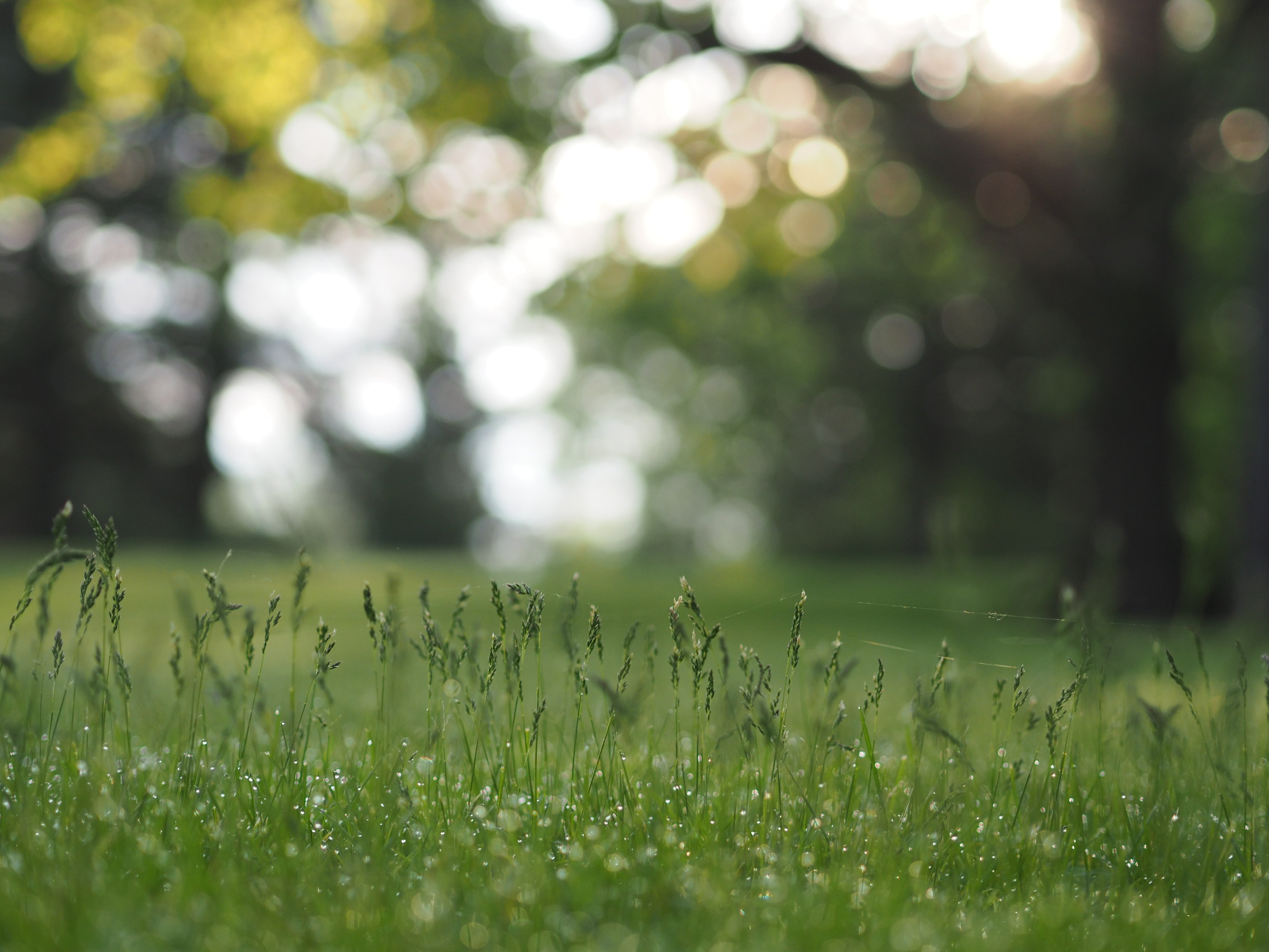 effetto bokeh