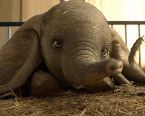 Dumbo in CGI