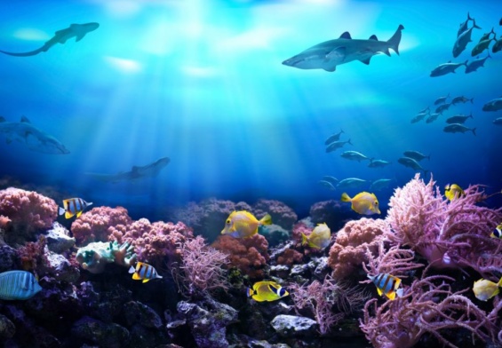 IllusiOcean