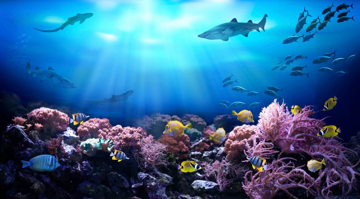IllusiOcean