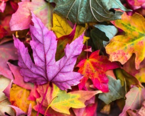 Palette autunnale