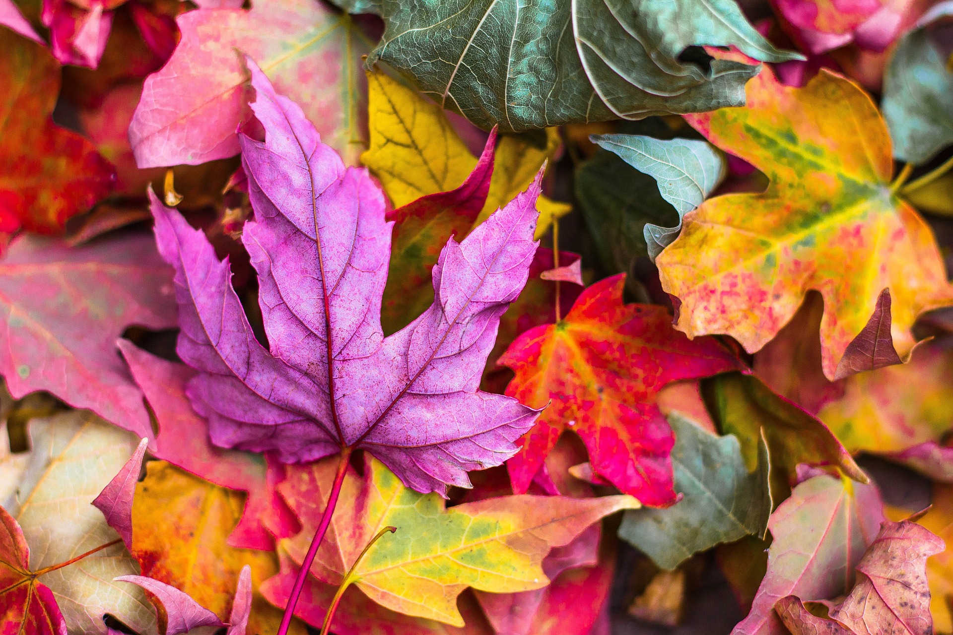 Palette autunnale