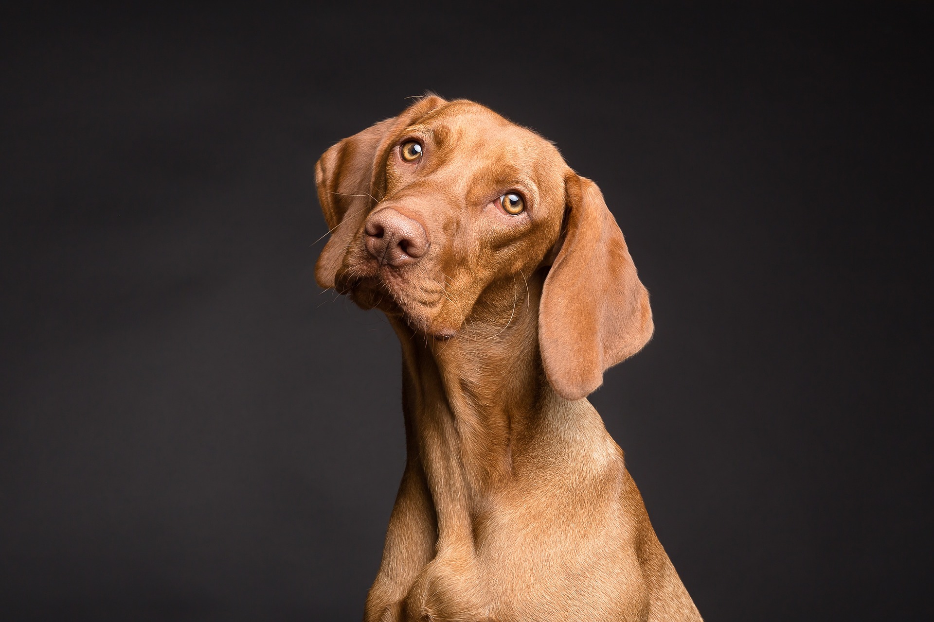 Come scontornare con Photoshop un cane
