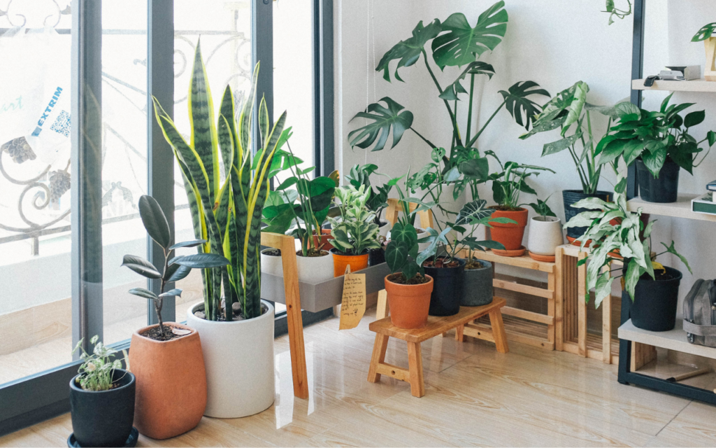 interior design trend piante da appartamento 