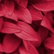 Viva Magenta Mania
