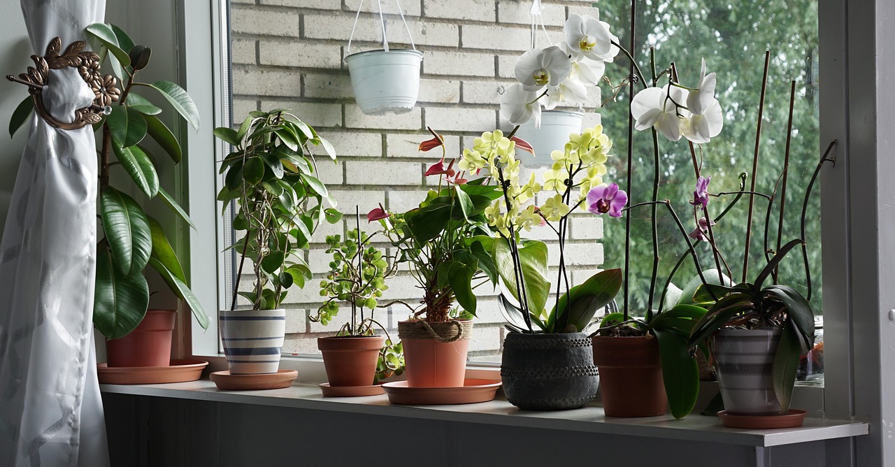 Interior design e piante