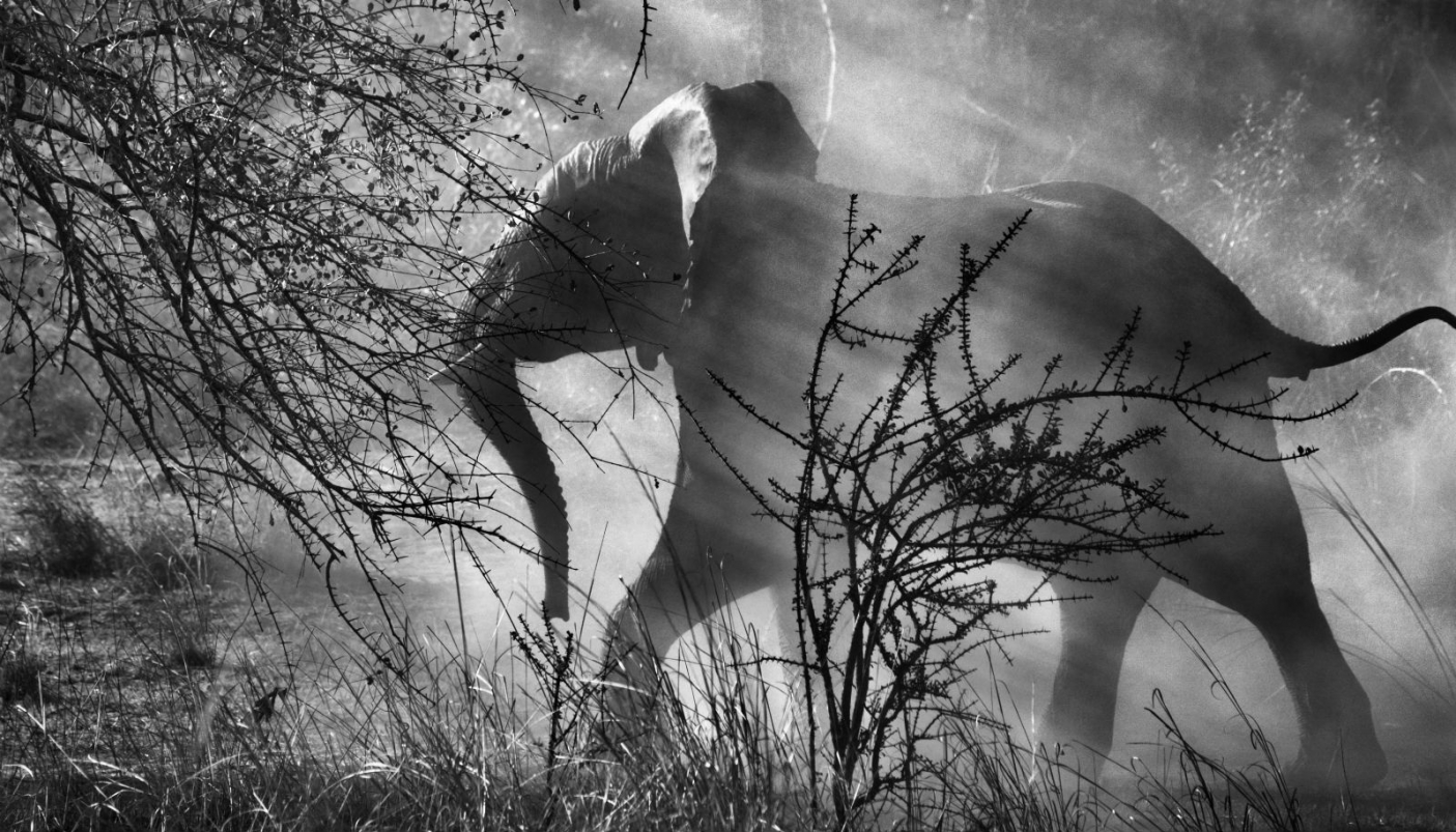 sebastiao salgado
