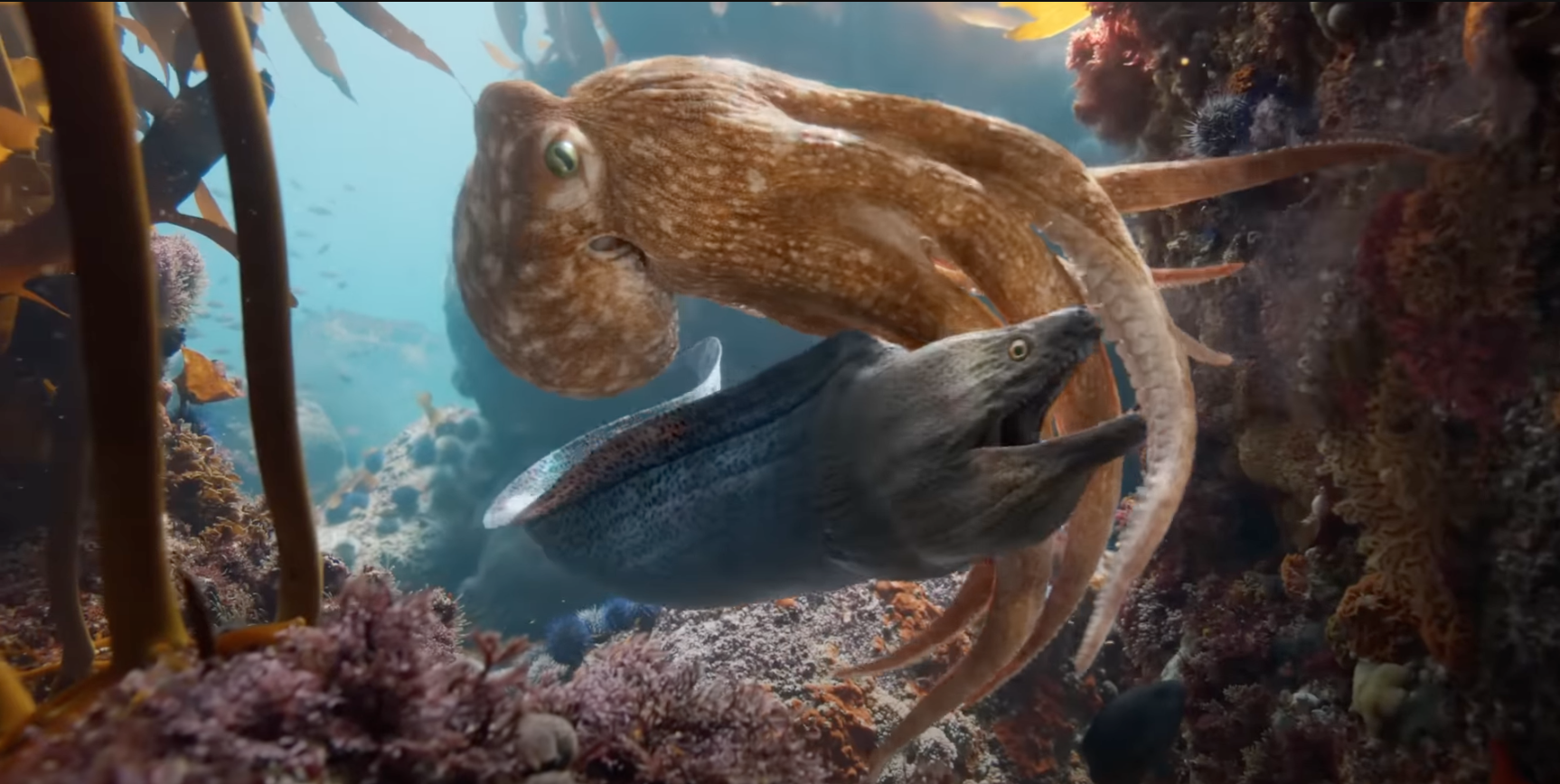 bmw oktopus