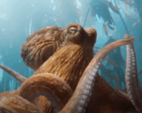 bmw oktopus campain