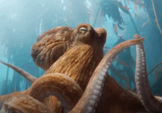 bmw oktopus campain