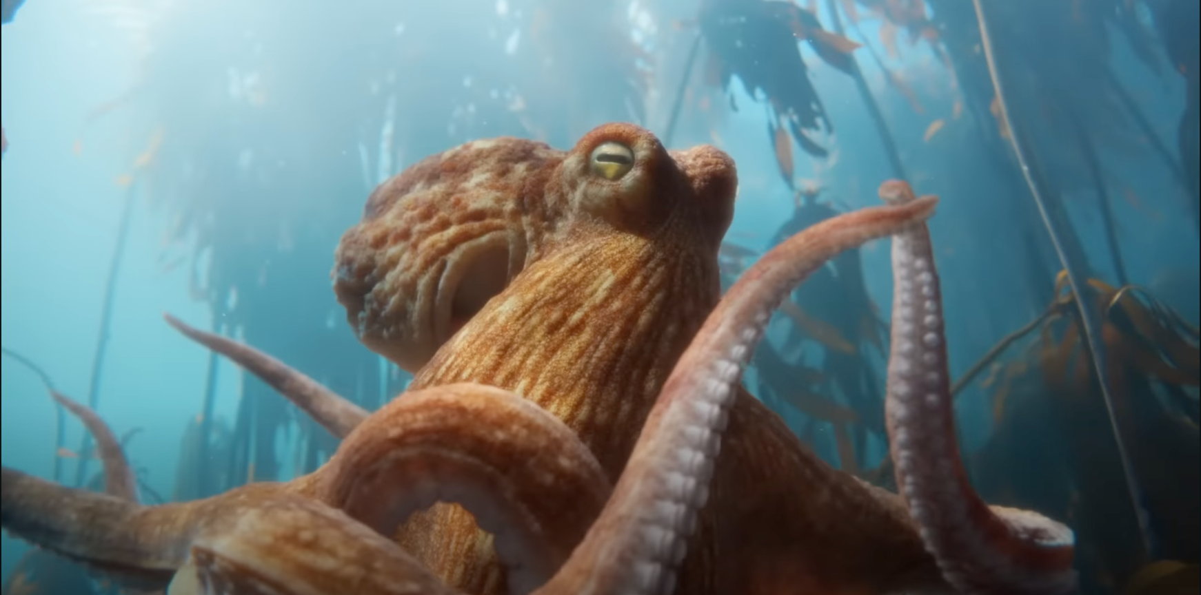 bmw oktopus campain