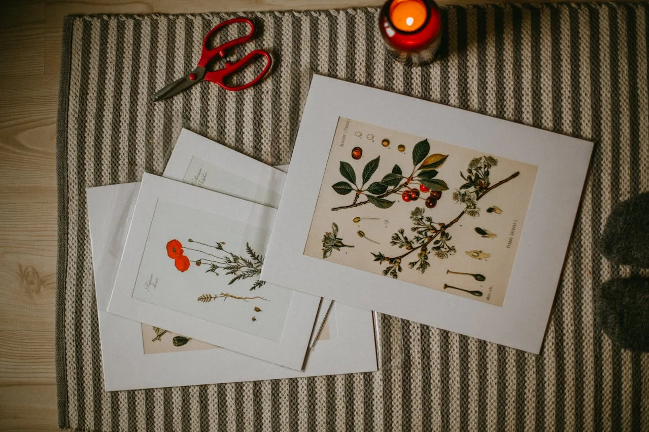 Illustrazione botanica