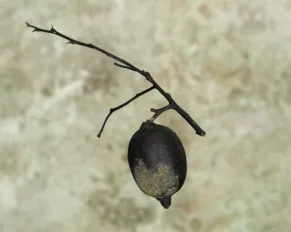 Biochar - il carbone nell'arte