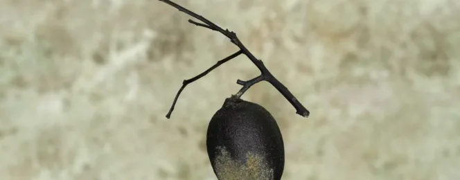 Biochar - il carbone nell'arte