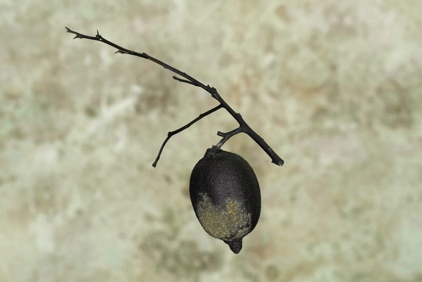 Biochar - il carbone nell'arte