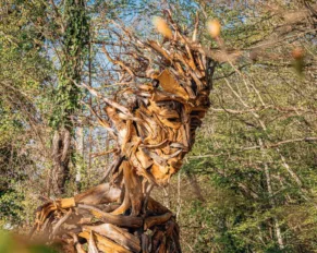 Museo diffuso del bosco