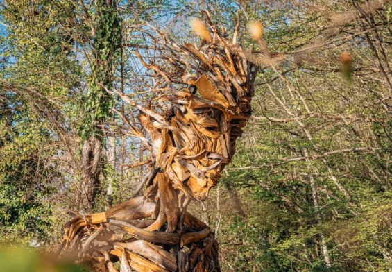 Museo diffuso del bosco