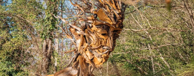 Museo diffuso del bosco